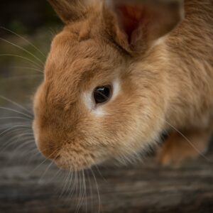 animal, bunny, close up