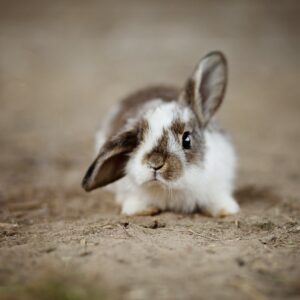 rabbits, ear, rabbit