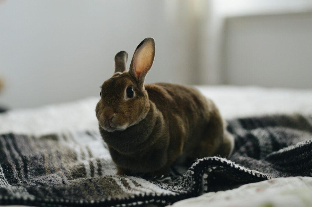 brown rabbit on gray textile - rabbit differences