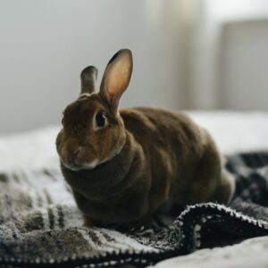 brown rabbit on gray textile