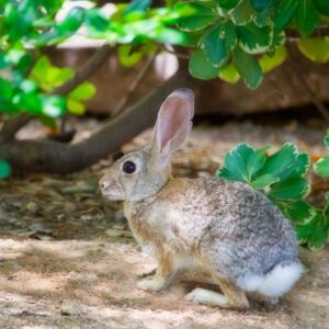 brown and grey rabbit beside green leaf plant