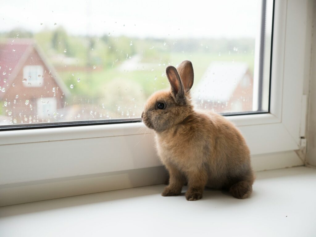 brown rabbit on window during daytime - How Much Does a Bunny Cost