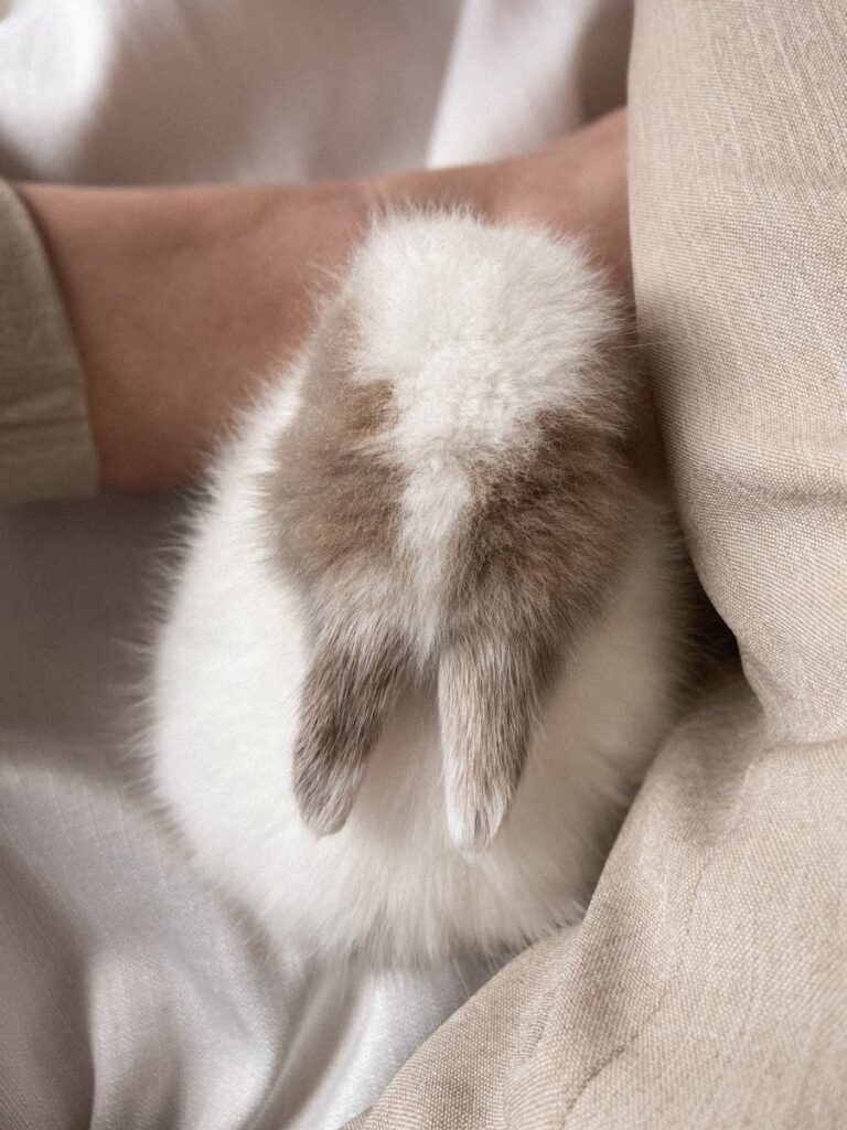 Top view of crop unrecognizable person with fluffy white rabbit on soft blanket - signs your rabbit is dying