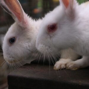 two white rabbits sitting next to each other - red eyes rabbit