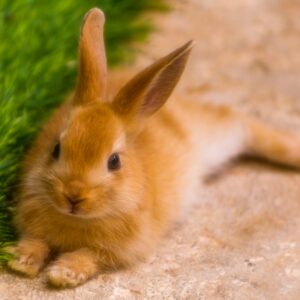 brown bunny near green grass during daytime - how much does a bunny cost